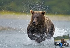 Tags: alaska, bear, brown, fishing, katmai, national, park (Pict. in Beautiful photos and wallpapers)