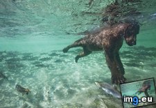Tags: alaska, bear, brown, for, katmai, national, park, salmon, swimming (Pict. in Beautiful photos and wallpapers)