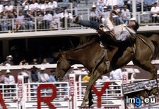Tags: bronco, bucking (Pict. in National Geographic Photo Of The Day 2001-2009)