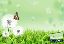 Tags: butterfly (Pict. in 1920x1200 wallpapers HD)