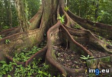 Tags: amazon, buttress, eastern, ecuador, roots (Pict. in Beautiful photos and wallpapers)