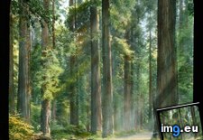 Tags: big, calaveras, forest, giganteum, park, road, sequoia, sequoiadendron, state, trees, unpaved (Pict. in Branson DeCou Stock Images)