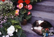 Tags: calico, cat, nap (Pict. in Beautiful photos and wallpapers)