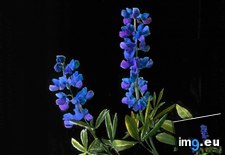Tags: blossoms, california, fauna, flora, lupine, lupinus, stems (Pict. in Branson DeCou Stock Images)