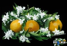 Tags: blossoms, california, citrus, fauna, flora, navel, oranges, sinensis (Pict. in Branson DeCou Stock Images)