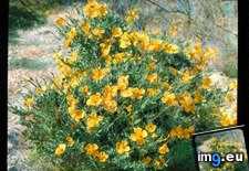 Tags: california, dendromecon, desert, fauna, flora, poppy, rigidum, shrub, tree (Pict. in Branson DeCou Stock Images)
