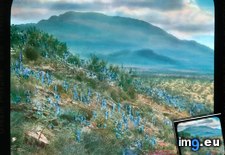 Tags: blue, california, covered, flowers, hillside, lupineqm (Pict. in Branson DeCou Stock Images)