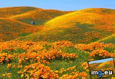 Tags: antelope, california, hills, poppies, rolling, valley (Pict. in Beautiful photos and wallpapers)