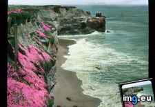 Tags: beach, california, cliff, coastal, covered, ice, plant, sandy (Pict. in Branson DeCou Stock Images)