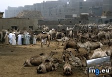 Tags: camel, market (Pict. in National Geographic Photo Of The Day 2001-2009)