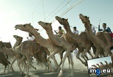 Tags: camel, race (Pict. in National Geographic Photo Of The Day 2001-2009)