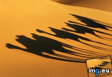 Tags: camel, libya, sahara, shadows (Pict. in Beautiful photos and wallpapers)