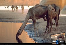 Tags: camel, hole, steinmetz, watering (Pict. in National Geographic Photo Of The Day 2001-2009)