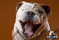 Tags: canine, comedy (Pict. in Beautiful photos and wallpapers)
