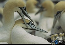 Tags: cape, gannets (Pict. in National Geographic Photo Of The Day 2001-2009)