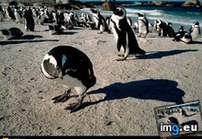 Tags: cape, penguins (Pict. in National Geographic Photo Of The Day 2001-2009)