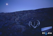 Tags: antlers, caribou (Pict. in National Geographic Photo Of The Day 2001-2009)