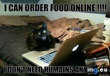 Tags: any, can, cat, food, funny, humains, humans, need, online, order (Pict. in Rehost)