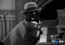 Tags: cat, funny, piano, playing (GIF in Rehost)
