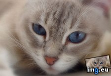Tags: 1366x768, blue, cat, eyes, wallpaper (Pict. in Cats and Kitten Wallpapers 1366x768)
