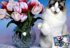 Tags: 1366x768, cat, flowers, wallpaper (Pict. in Cats and Kitten Wallpapers 1366x768)