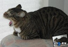 Tags: cat, funny, meme, yawn (Pict. in Funny pics and meme mix)