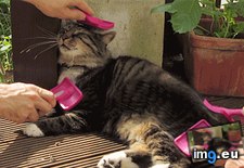 Tags: catgasm (GIF in Rehost)