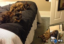 Tags: bed, cats, fell, jumping, one, torties (Pict. in My r/CATS favs)