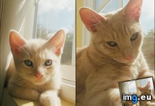 Tags: cats, month, old, weeks (Pict. in My r/CATS favs)