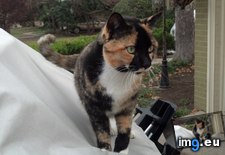 Tags: are, but, cali, call, cat, cats, good, left, moved, neighborhood, neighbors, owners (Pict. in My r/CATS favs)