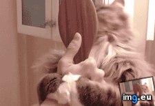 Tags: cat, cats, combs, maintenance, needed (GIF in My r/CATS favs)