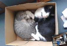 Tags: cats, did, few, finding, grow, kittens, months, old, quickly, two, weeks (Pict. in My r/CATS favs)
