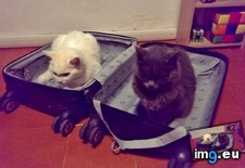 Tags: cats, easy, for, not, packing, start, tomorrow, trip (Pict. in My r/CATS favs)