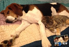 Tags: adopted, cats, dog, friend, kitten (Pict. in My r/CATS favs)