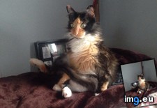 Tags: adopted, cats, kitty, special, weekend (Pict. in My r/CATS favs)