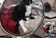 Tags: cats, finished, looked, makeup, reflection, sat, saw (Pict. in My r/CATS favs)
