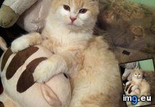 Tags: all, cats, defied, happy, heartbreaking, kitten, motorway, odds, previous, rescue, road, story (Pict. in My r/CATS favs)