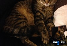Tags: cat, cats, kitten, stray, update (Pict. in My r/CATS favs)