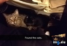 Tags: cat, cats, kitten, stray, update (Pict. in My r/CATS favs)
