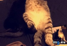Tags: cat, cats, kitten, stray, update (Pict. in My r/CATS favs)