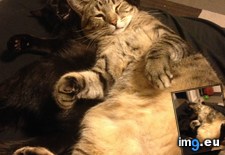 Tags: cat, cats, kitten, stray, update (Pict. in My r/CATS favs)