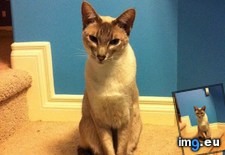 Tags: all, cats, night, you (Pict. in My r/CATS favs)