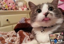 Tags: cats (Pict. in My r/CATS favs)