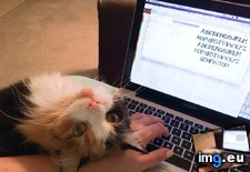 Tags: cats (Pict. in My r/CATS favs)