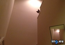 Tags: cats, coming, guys, upstairs (Pict. in My r/CATS favs)