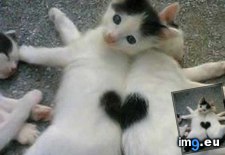 Tags: cats, perfectly, sweet (Pict. in My r/CATS favs)