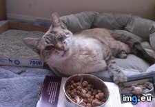Tags: beatrix, cats, dead, for, incredible, kiddo, kitty, left, recovery (Pict. in My r/CATS favs)