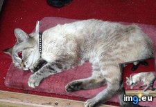 Tags: beatrix, cats, dead, for, incredible, kiddo, kitty, left, recovery (Pict. in My r/CATS favs)