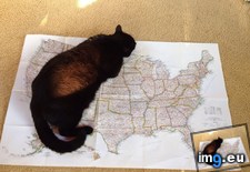 Tags: beautiful, catback, cats, mountains, sunset (Pict. in My r/CATS favs)