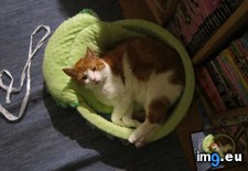 Tags: bed, behold, cat, cats, give, sleeps (Pict. in My r/CATS favs)